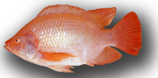 Oreochromis-sp